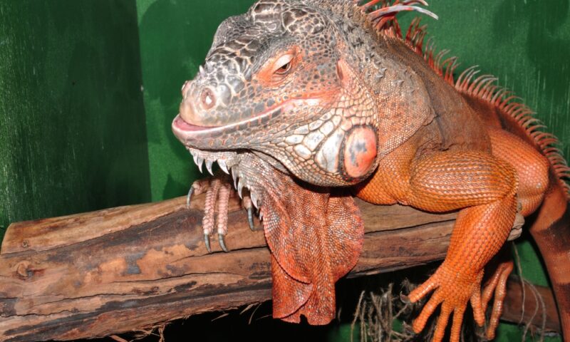iguana
