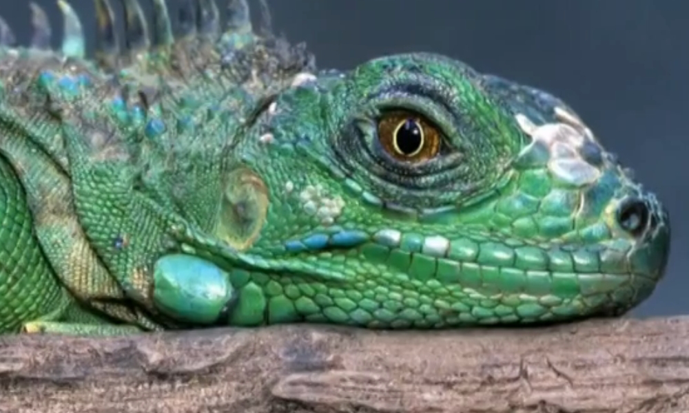 iguana