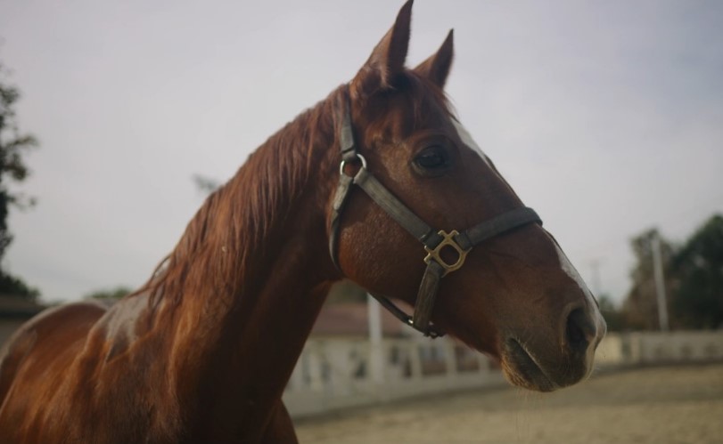 Konj u krupnom kadru