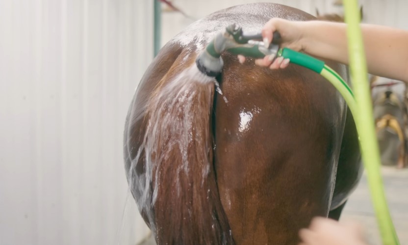 Kupanje konja u toku